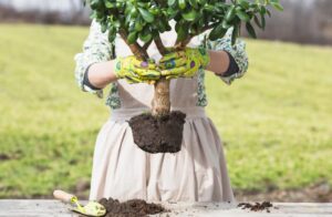 Wie Viel Platz Braucht Ein Seidenbaum