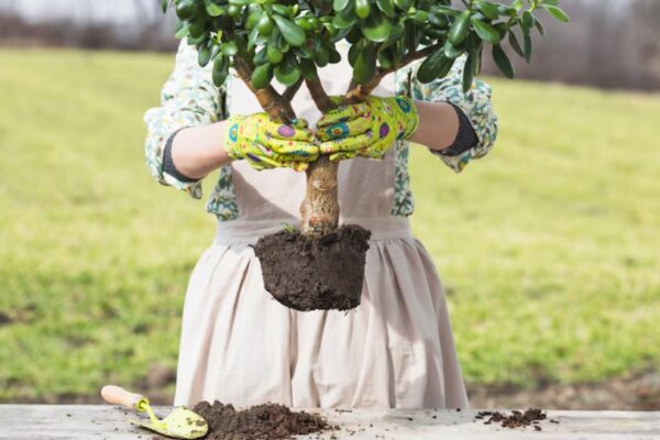 Wie Viel Platz Braucht Ein Seidenbaum