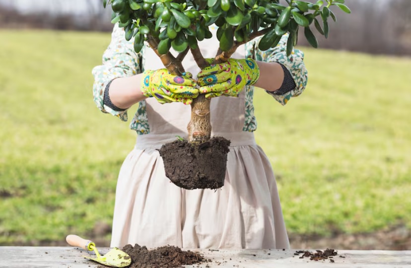 Wie Viel Platz Braucht Ein Seidenbaum
